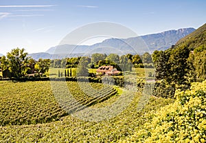 Vineayard at Bolzano