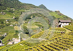Vineayard at Bolzano