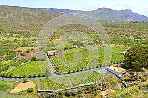 Vinedos Angola vineyard