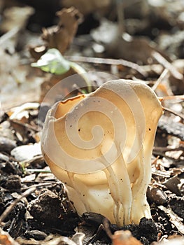 The Vinegar Cup Helvella acetabulum is an inedible mushroom photo