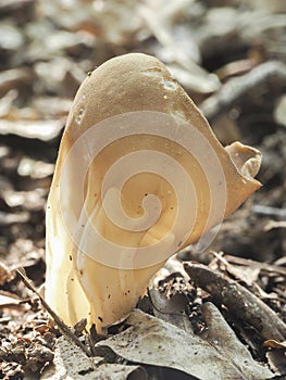 The Vinegar Cup Helvella acetabulum is an inedible mushroom photo