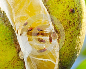 Vinegar flies - Zaprionus indianus