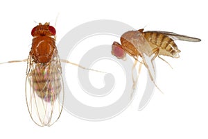 Vinegar fly, fruit fly (Drosophila melanogaster). Adult insect in various shots. Isolated on a background