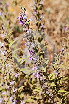 Vinegar Weed (Trichostema lanceolatum, Lamiaceae) flower, strong