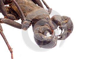 Vinegaroon scorpion