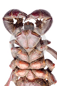 Vinegaroon scorpion