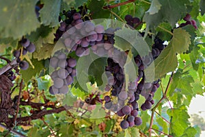 Vinegrapes ready for the harvest