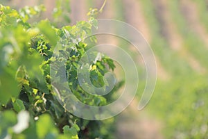 Vineplant on a beautiful sunny day