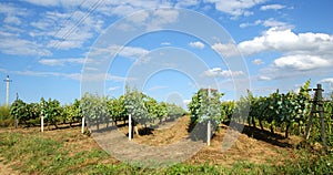 Vinery Moldova photo