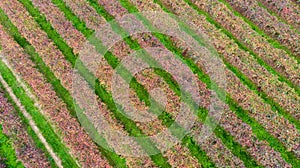 Vines aerial photographs lambrusco and trebbiano hills modena italia