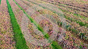 Vines aerial photographs lambrusco and trebbiano hills modena italia