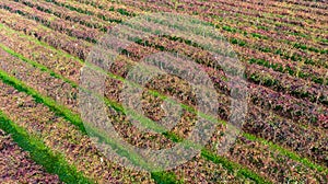 Vines aerial photographs lambrusco and trebbiano hills modena italia