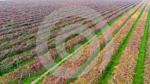 Vines aerial photographs lambrusco and trebbiano hills modena italia photo