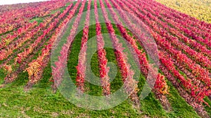 Vines aerial photographs lambrusco and trebbiano hills modena italia photo