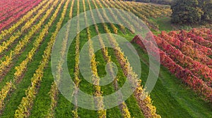 Vines aerial photographs lambrusco and trebbiano hills modena italia photo