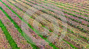 Vines aerial photographs lambrusco and trebbiano hills modena italia photo