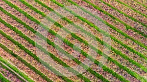 Vines aerial photographs lambrusco and trebbiano hills modena italia