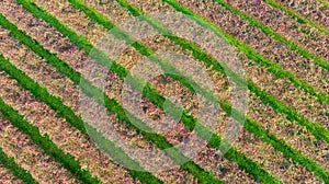 Vines aerial photographs lambrusco and trebbiano hills modena italia