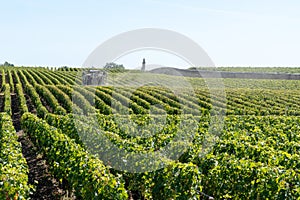 Vines agricultural chemical treatments in spring vineyard being processed in Chateau Margaux in MÃ©doc France