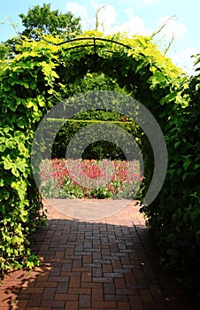 Vines on archway trellis