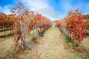 Vines in autumn lambrusco grasparossa castelvetro photo