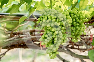 The vines are bearing many green grapes and green leaf
