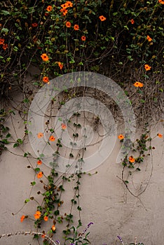 Vines blooming with orange flowers on wall