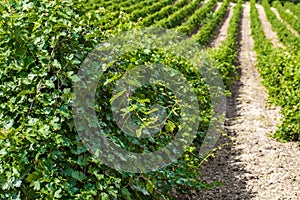 Vines bushes on field plantation grapes grow in rows with aisles