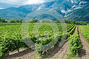 Vines bushes on plantation, grapes grow in mountainous area against background of rocks