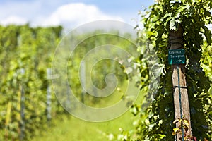 Vines of Cabernet Sauvignon