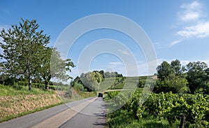 vines and car on country road in french jura countryside