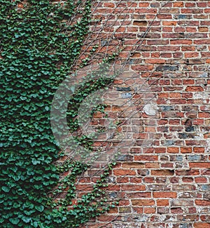 Vines climb up a brick wall and offer an interesting half way pattern