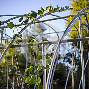 Vines climbing on an arched white structure