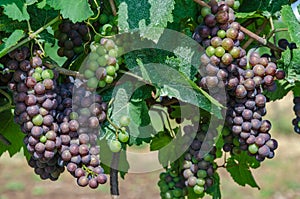 Vines with clusters of grapes