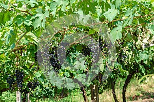 Vines with clusters of grapes