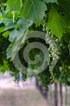 Vines with clusters of grapes