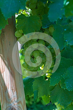 Vines with clusters of grapes