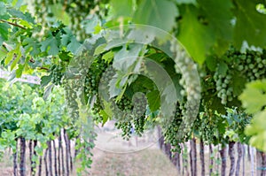 Vines with clusters of grapes