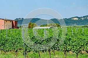 Vines with clusters of red grapes close to lake Garda northern I