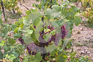 Vines with clusters of ripe red- purple grape berries