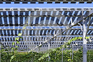 Vines covered with tranparency photovoltaic modules
