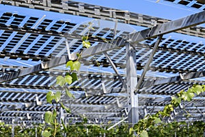 Vines covered with tranparency photovoltaic modules