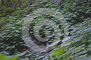 Vines covering the green forest floor