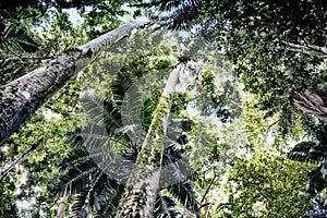 Vines creeping up trunks in jungle forest in Barbados. Palms and hardwood trees.