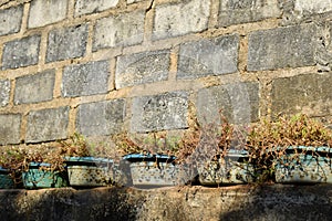 Vines flower in plastic tub pot