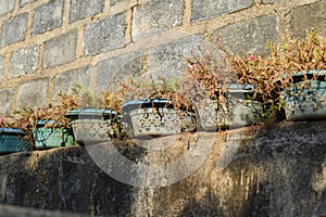 Vines flower in plastic tub pot