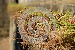 Vines flower in plastic tub pot