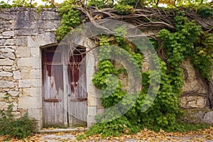 vines framing a rustic wooden door in a stone wall