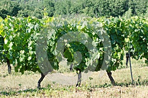 Vines in a french vineyard