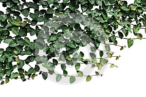 Vines and green leaves on a white background.